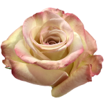 Ocean Song Roses d'Equateur Ethiflora