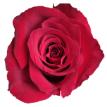 Dallas Rose rouge d'Equateur Ethiflora