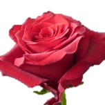 Explorer Roses rouges d'Equateur Ethiflora