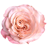 Fascination Rose d'Equateur Ethiflora