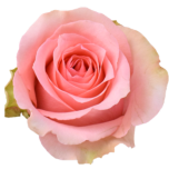 Flirty Rose d'Equateur Ethiflora