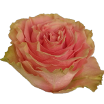 Happink Roses d'Equateur oranges Ethiflora