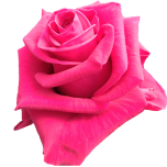 Legend Rose Equateur Ethiflora