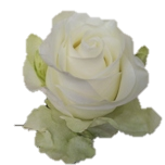 Matchpoint Rose Equateur Ethiflora
