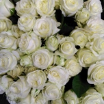 Pasqua rose ramifiee blanche d'Equateur Ethiflora