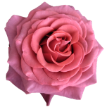 Razzmatazz Roses d'Equateur Ethiflora