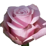 Shy Roses d'Equateur Ethiflora