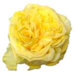 Starwalker Rose jaune d'Equateur Ethiflora
