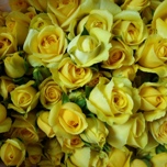 Rose ramifiee Jaune d'Equateur Ethiflora