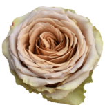Teddys roses d'Equateur Ethiflora