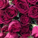 Verona Roses Branchues rouges d'Equateur Ethiflora