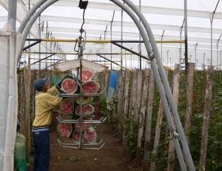 Acheminement des roses vers les salles de tri