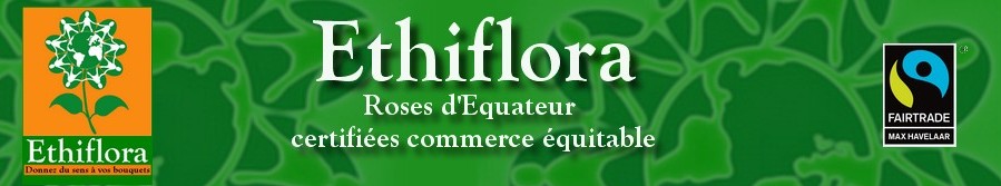 Ethiflora : Roses d'Equateur issues du Commerce Equitable
