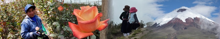 Ethiflora : Roses d'Equateur issues du commerce équitable