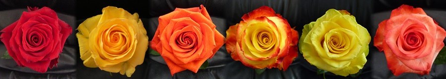 Ethiflora : Roses d'Equateur issues du Commerce Equitable