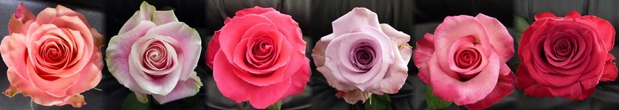 Ethiflora : Roses d'Equateur issues du Commerce Equitable
