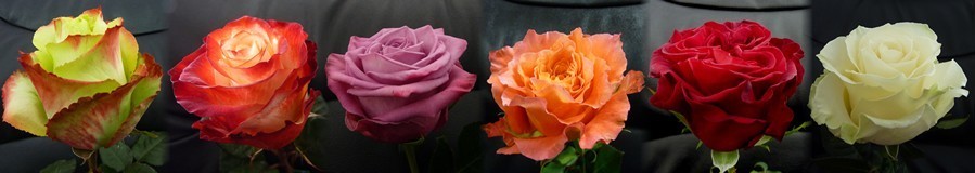 Ethiflora : Roses d'Equateur issues du Commerce Equitable