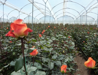 Serre d'une ferme floricole quatorienne