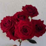 ETHIFLORA : Distributeurs de roses équitables