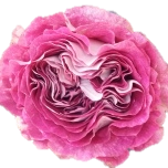 Brujas Rose de jardin d'Equateur Ethiflora