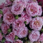 Charming Candy Roses jardin ramifies d'Equateur Ethiflora