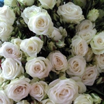 Floreana Roses ramifies blanches d'Equateur Ethiflora