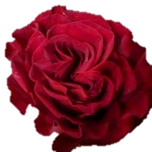 Hearts Rose de jardin d'Equateur Ethiflora