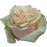 Marvel Rose quateur Ethiflora