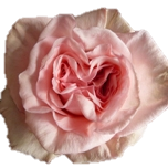 Ohara Rose Parfume d'Equateur Ethiflora
