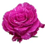 Pandora Roses d'Equateur Ethiflora