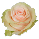 Salma Rose d'Equateur Ethiflora