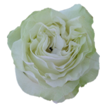 Siente Roses d'quateur Alba Ethiflora