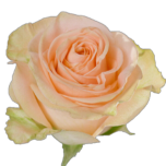 Tiffany Roses Pche Equateur Ethiflora