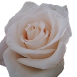 Vendela Roses d'quateur Vendela Ethiflora