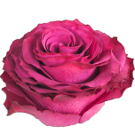 Venturosso Rose d'Equateur Ethiflora