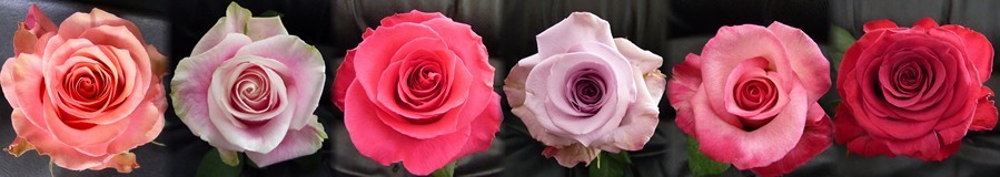 Ethiflora : Roses d'Equateur issues du commerce  quitable
